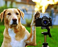 Почему нельзя фотографировать собак