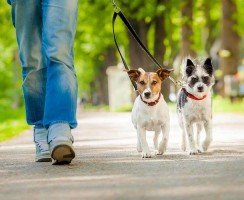 Почему собака должна идти слева от хозяина