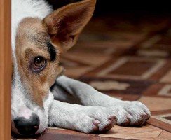 Собака не хочет на прогулку: причины и пути решения проблемы