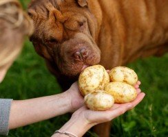Почему собаки едят сырой картофель