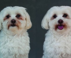 Почему у собаки желтеет шерсть