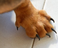 Зачем собаке нужен пятый палец