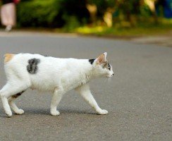 Толкование приметы: что будет, если сбить кошку на машине