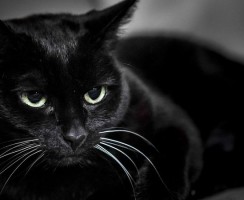 10 примет о чёрных кошках