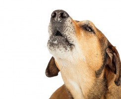 Почему собака скулит в одиночестве, и как её от этого отучить