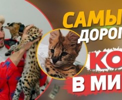 Афонин Гуччи: большой кот скандального блогера