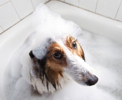 Почему нельзя мыть собаку шампунем, предназначенным для людей