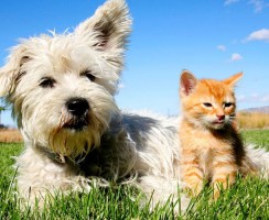 Отношение православной церкви к стерилизации животных