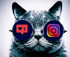 Мяукающие звёзды Инстаграма