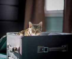 Кошка в поезде – правила для хвостатого путешественника