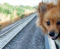 Правила перевозки собаки в поезде