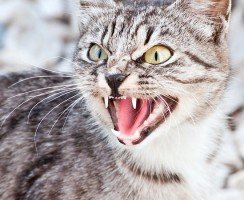 Что делать, если кошка плохо себя ведёт