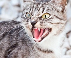 Что делать, если кошка плохо себя ведёт