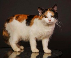 Приметы о трёхцветных кошках