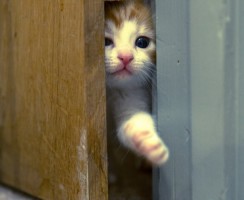 Чего ждать, если кошка пришла в дом