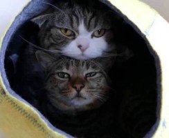 Обладатели самого низкого уровня интеллекта среди кошек – ТОП-10 глупых пород