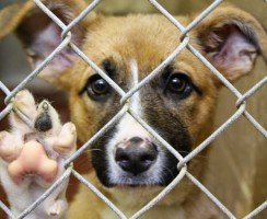 Как помочь приюту для животных