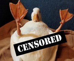 Необычные половые органы обычных гусей