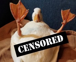 Необычные половые органы обычных гусей