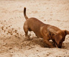 Почему собаки закапывают еду