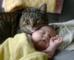 Как отнесётся кошка к новорождённому ребёнку