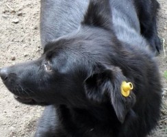 Бирка в ухе собаки: что это за знак