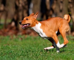 Африканские породы собак