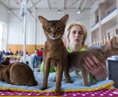 Правда и мифы: почему евреи не любят кошек