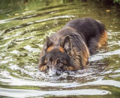 Можно ли плавать с собакой