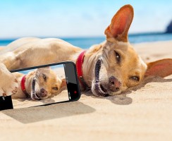ТОП-10 самых популярных собак в Инстаграме