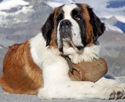 Топ-20 самых крупных пород собак в мире