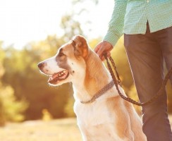 Кто в доме хозяин: как стать лидером для своей собаки