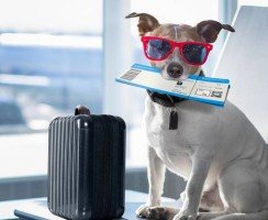 Собака в самолёте: как перевозить и что для этого нужно