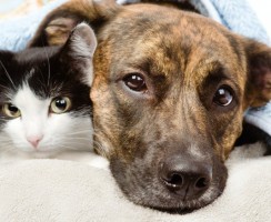 Сравниваем кошачий и собачий интеллект: кто умнее