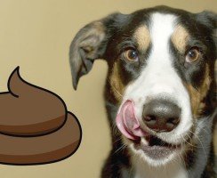 Собака ест испражнения других животных: почему и как отучить