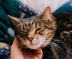 Почему мурчат коты: разгадка тайны пушистых любимцев