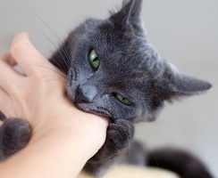 Кто в доме хозяин, или как отучить кота кусаться и царапаться