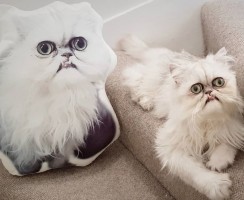 Необыкновенный кот Уилфред