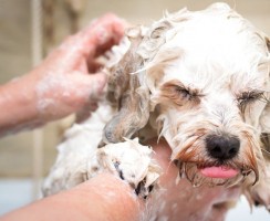 Топ-10 вещей, которые ненавидят собаки