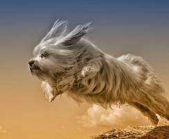 Летающие псы: забавная фотоподборка