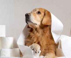 Можно ли смотреть, как собака ходит в туалет: что говорят приметы