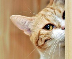 Почему кошки чувствуют возвращение хозяев