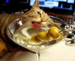 Коты-гурманы: за что они любят оливки