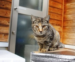 Почему наши коты так не любят закрытые двери?