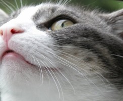 Топ-10 вещей, которые ненавидит ваша кошка