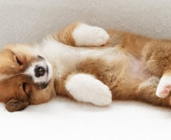 Собачий паспорт: как и для чего делают клеймо питомцу