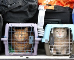 Перевозка кошки в самолёте: как правильно транспортировать питомца
