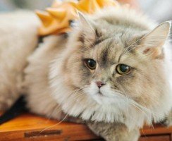 Восходящая звезда Инстаграма: кот Бон-Бон из Таиланда