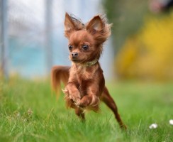 Откуда пошла мода на маленьких собак