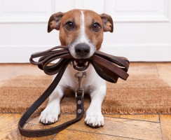 Собаки, которых можно не выгуливать – 8 пород, удобных для занятых людей